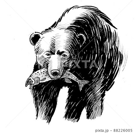 Grizzly Bear With A Salmon In Its Mouth Ink のイラスト素材 6005