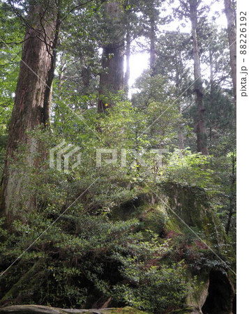 屋久島の自然 88226192