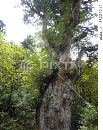 屋久島の自然 屋久島の自然 88226210