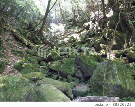 屋久島の自然 白谷雲水峡 屋久島の自然 白谷雲水峡 88226222