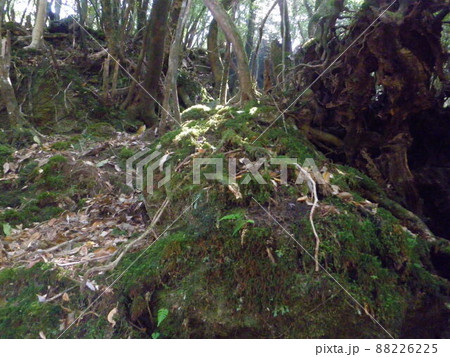屋久島の自然　白谷雲水峡 88226225
