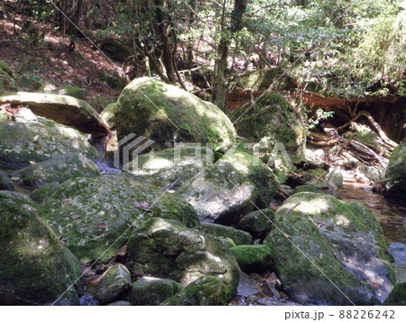 屋久島の自然　白谷雲水峡 88226242