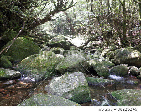 屋久島の自然　白谷雲水峡 88226245