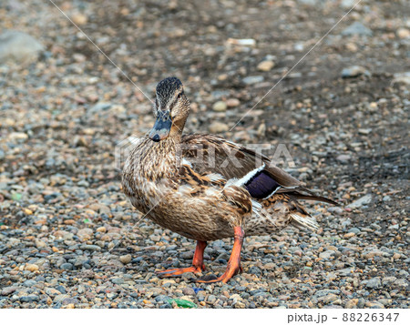 A mallard female is standing on the river bank and looks into the camera. 88226347