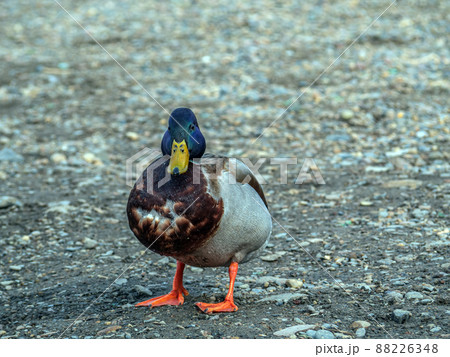 A mallard male is standing on the bank of a river and looks into the camera. Back view A mallard male is standing on the bank of a river and looks into the camera. Back view 88226348