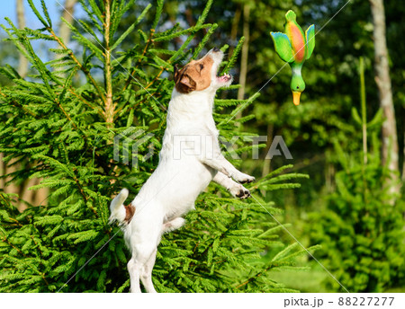 Dog jumping to catch flying toy duck 88227277
