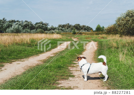 Dog in standing in profile looking forward at open road Dog in standing in profile looking forward at open road 88227281
