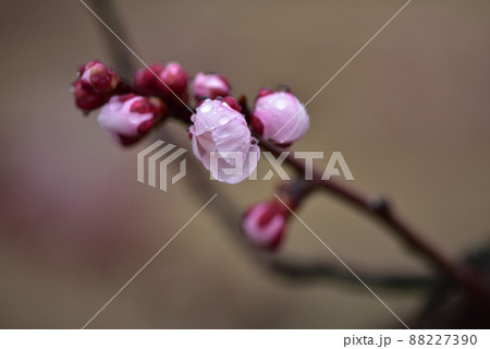 北杜市白州町、雨に咲いた紅梅の花 88227390