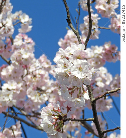 桜 88227415
