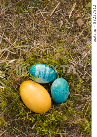 Nest with eggs Nest with eggs 88227812