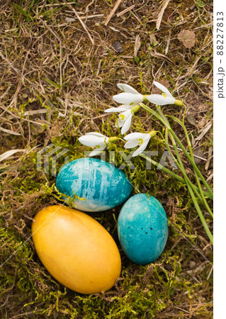 Nest with eggs with snowdrops Nest with eggs with snowdrops 88227813