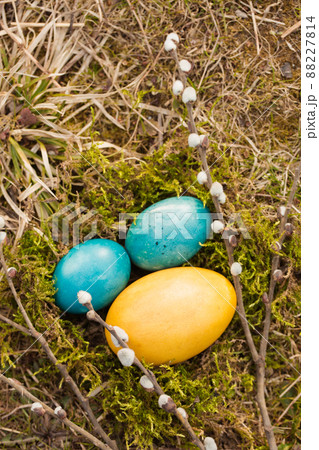 Eggs in a nest with willow branch Eggs in a nest with willow branch 88227814