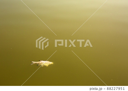 Dead fish in a pond with green water. The concept of environmental disasters Dead fish in a pond with green water. The concept of environmental disasters 88227951