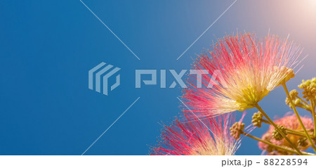 Albizia julibrissin or Lankaran acacia pink flower on green background. Selective focus Flower of Lankaran acacia. Close up. Copy space. Summer card background Albizia julibrissin or Lankaran acacia pink flower on green background. Selective focus Flower of Lankaran acacia. Close up. Copy space. Summer card background 88228594