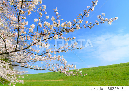 (埼玉県)満開の桜と青空と土手・戸田市の情景 (埼玉県)満開の桜と青空と土手・戸田市の情景 88229124