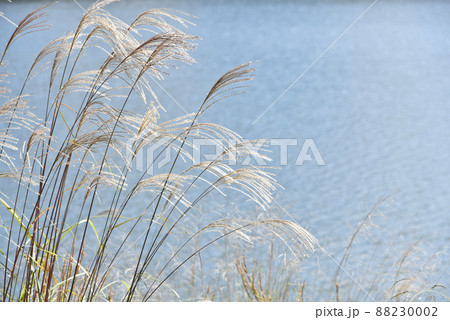 ススキ(背景は湖の水面) ススキ(背景は湖の水面) 88230002
