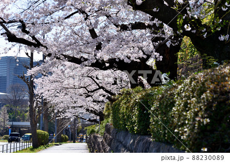東京 半蔵門近くの桜の風景 小松乙女 東京 半蔵門近くの桜の風景 小松乙女 88230089