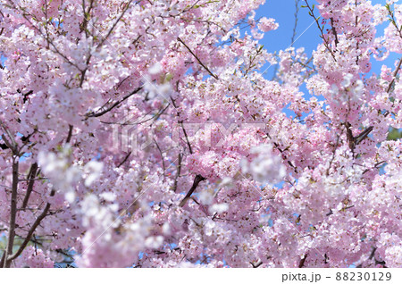 東京 半蔵門近くの桜の風景 小松乙女 東京 半蔵門近くの桜の風景 小松乙女 88230129