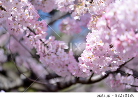 東京 半蔵門近くの桜の風景　小松乙女 88230136
