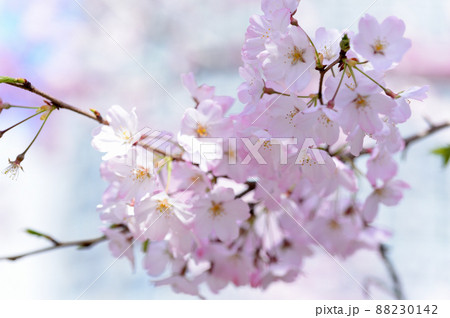 東京 半蔵門近くの桜の風景 小松乙女 東京 半蔵門近くの桜の風景 小松乙女 88230142