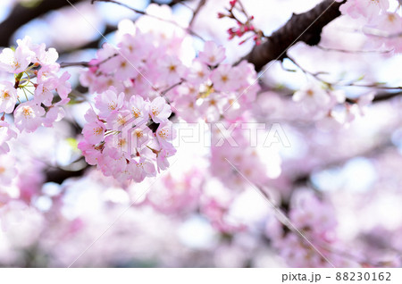 東京 半蔵門近くの桜の風景　小松乙女 88230162