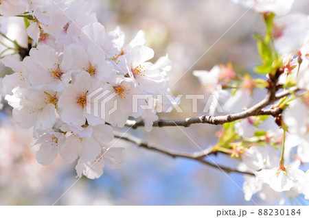 東京 半蔵門近くの桜の風景 小松乙女 東京 半蔵門近くの桜の風景 小松乙女 88230184