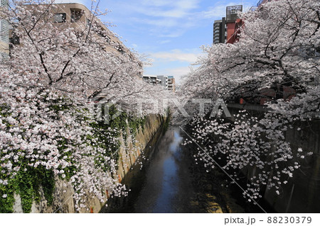 3月 新宿372満開の桜と神田川・三島橋付近・西早稲田 3月 新宿372満開の桜と神田川・三島橋付近・西早稲田 88230379