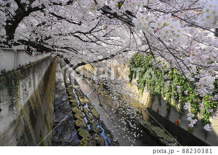 3月　新宿374満開の桜と神田川･仲之橋付近・西早稲田 88230381