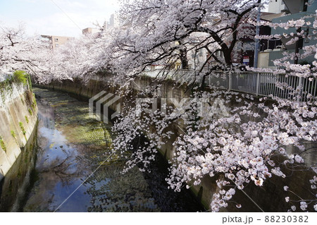 3月　新宿375満開の桜と神田川･豊橋付近・西早稲田 88230382