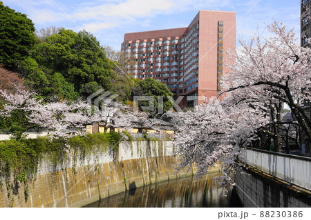 3月　文京195椿山荘と桜満開の神田川 88230386