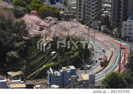 3月　北区123桜満開の飛鳥山公園と都電荒川線･北とぴあ展望 88230390