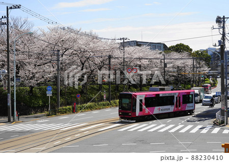 3月 北区143桜満開の飛鳥山公園と都電荒川線 3月 北区143桜満開の飛鳥山公園と都電荒川線 88230410