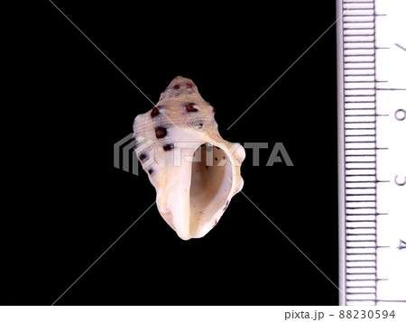 レイシガイ  88230594