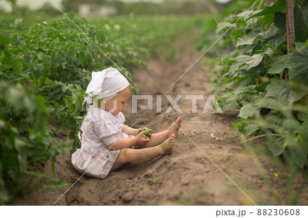 Child in a field where cucumbers grow. Fresh vegetables from the garden. Plantation of planted potatoes. The key to healthy, high - quality seedlings is a nutritious soil with organic fertilizers. 88230608