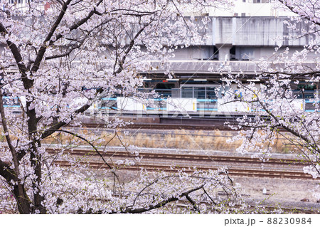 飛鳥山公園の桜と眼下の王子駅ホーム 88230984