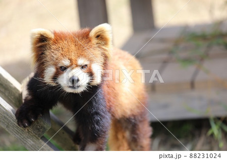 〔福井県・鯖江市西山動物園・3月］梯子を登る途中の、凛々しい顔つきのレッサーパンダ 88231024