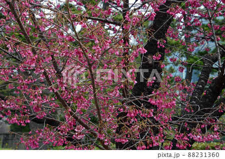 寒緋桜 88231360