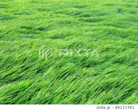 たんぼ 田んぼ 田圃 88231461