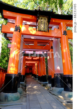 京都・伏見稲荷大社の誰もいない鳥居トンネル 京都・伏見稲荷大社の誰もいない鳥居トンネル 88231495