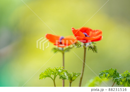 赤いアネモネの花 88231516