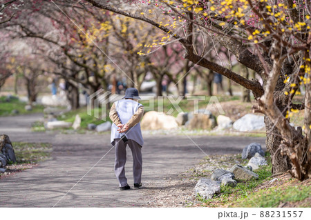 三重県いなべ市農業公園の梅林をカメラを持って散策する年配の女性 88231557