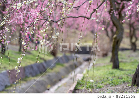 三重県いなべ市農業公園　梅林の水路と梅の枝 88231558