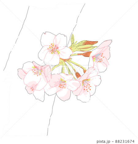 桜の花 88231674