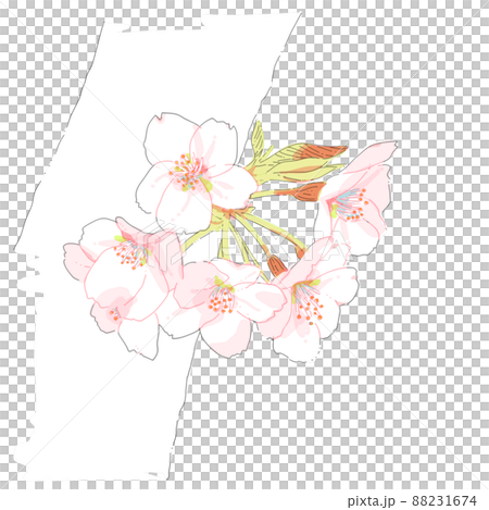 桜の花 88231674