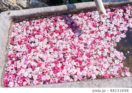 三重県津市 かざはやの里の紅白の梅の花手水 三重県津市 かざはやの里の紅白の梅の花手水 88231698