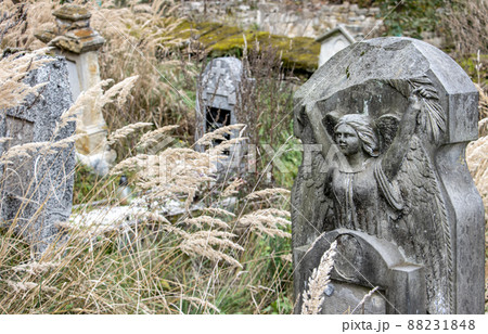 Old tombstones in a rural cemetery overgrown with tall grass 88231848