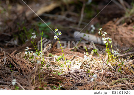 キクバオウレン 88231926