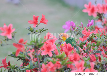 a Rhododendron simsii, azalea blooming on tree at spring a Rhododendron simsii, azalea blooming on tree at spring 88231986