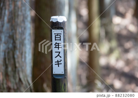 小根山森林公園　百年杉の森　群馬県 88232080
