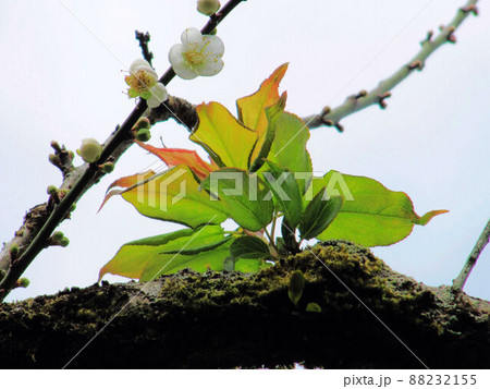 うめ 春告草 ソシンロウバイ 88232155